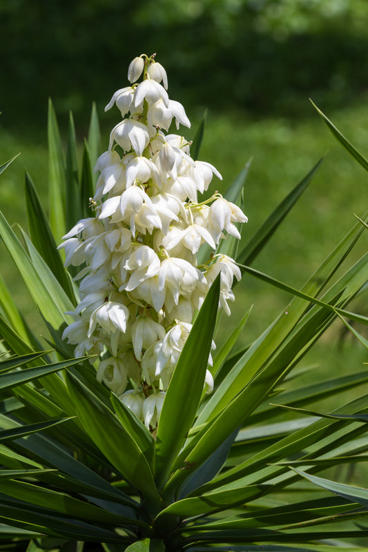 Yucca gigantea - اليوكا عديمة الأشواك أو اليوكا العملاقة