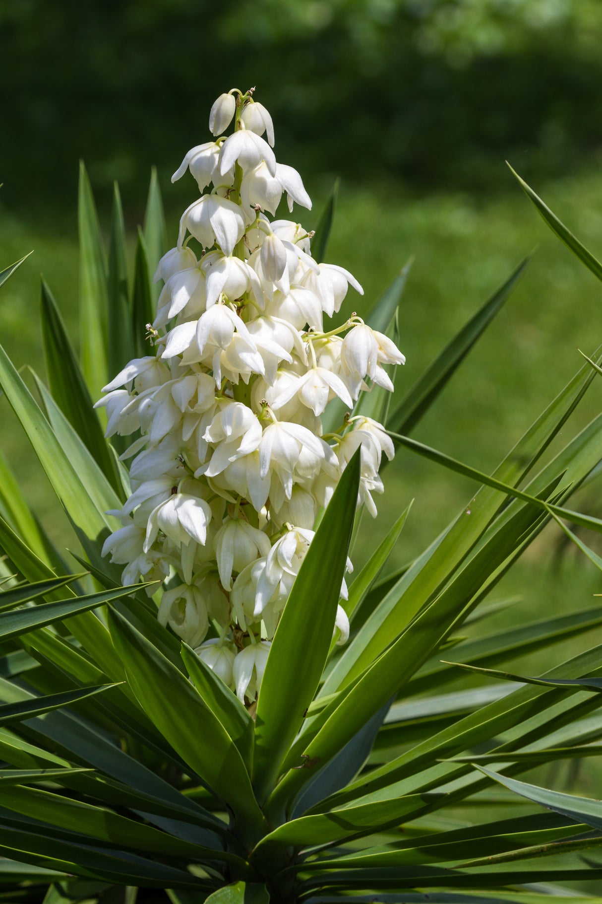 Yucca gigantea - Spineless Yucca or Giant Yucca