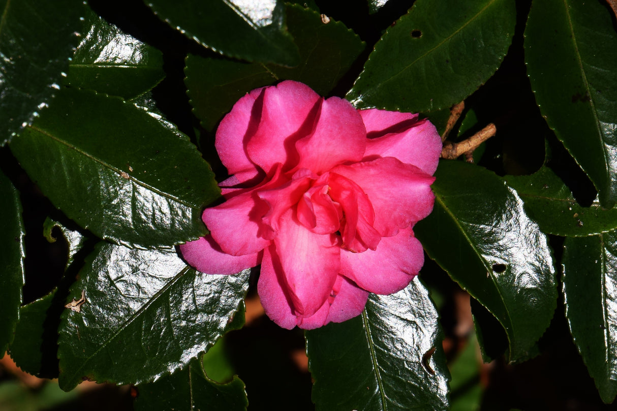 Camellia hiemalis 'Hiryu' - Hiryu Camellia