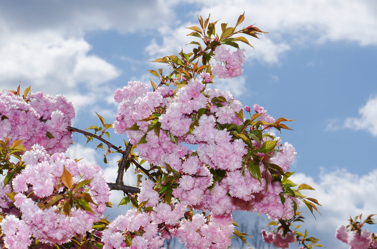 Prunus serrulata 'Cheals Double Pink' - Cheals Double Pink Weeping Cherry