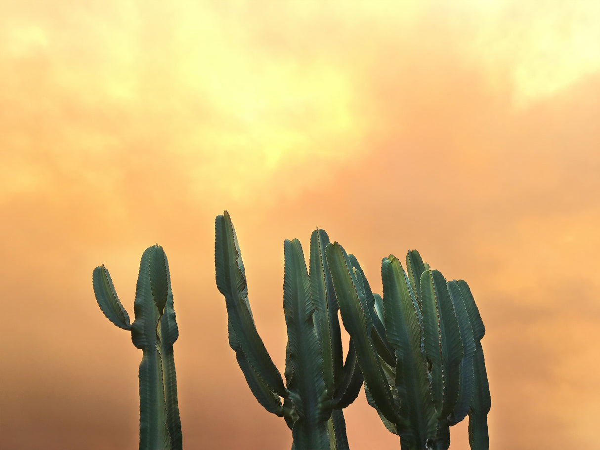 Echinopsis pachanoi - San Pedro cactus