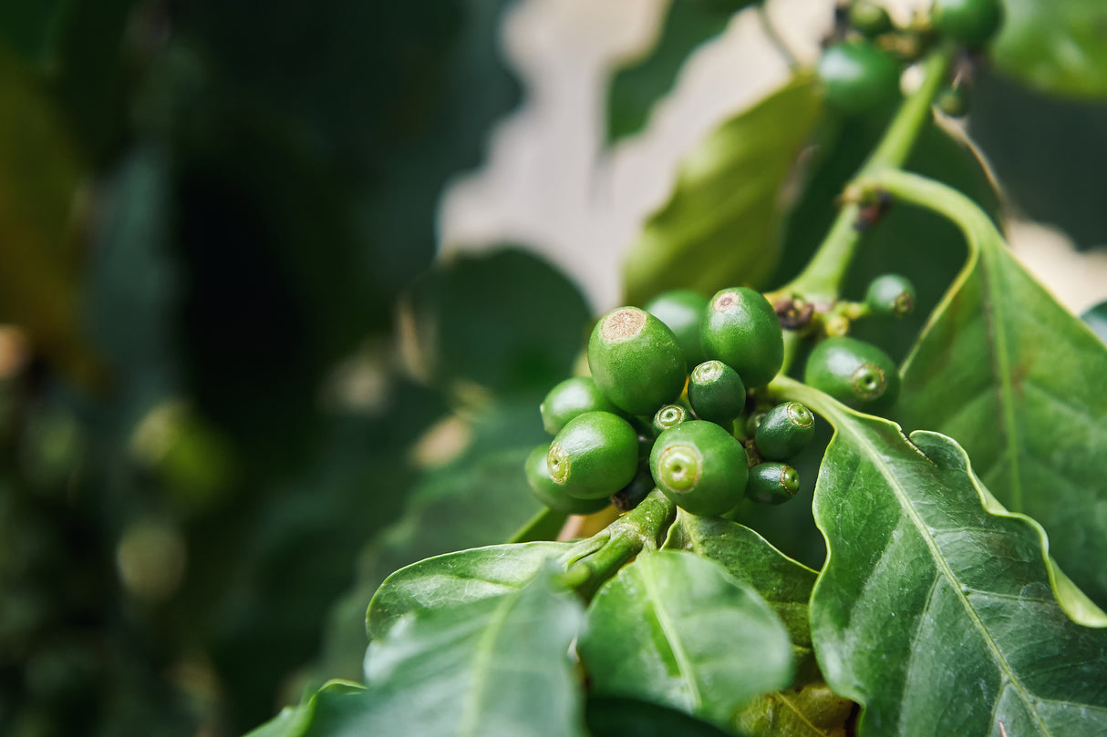 Coffea arabica - Arabic Coffee Plant