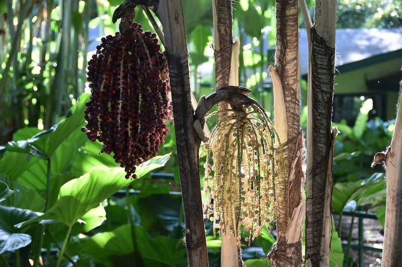 Ptychosperma macarthurii - نخيل ماك آرثر