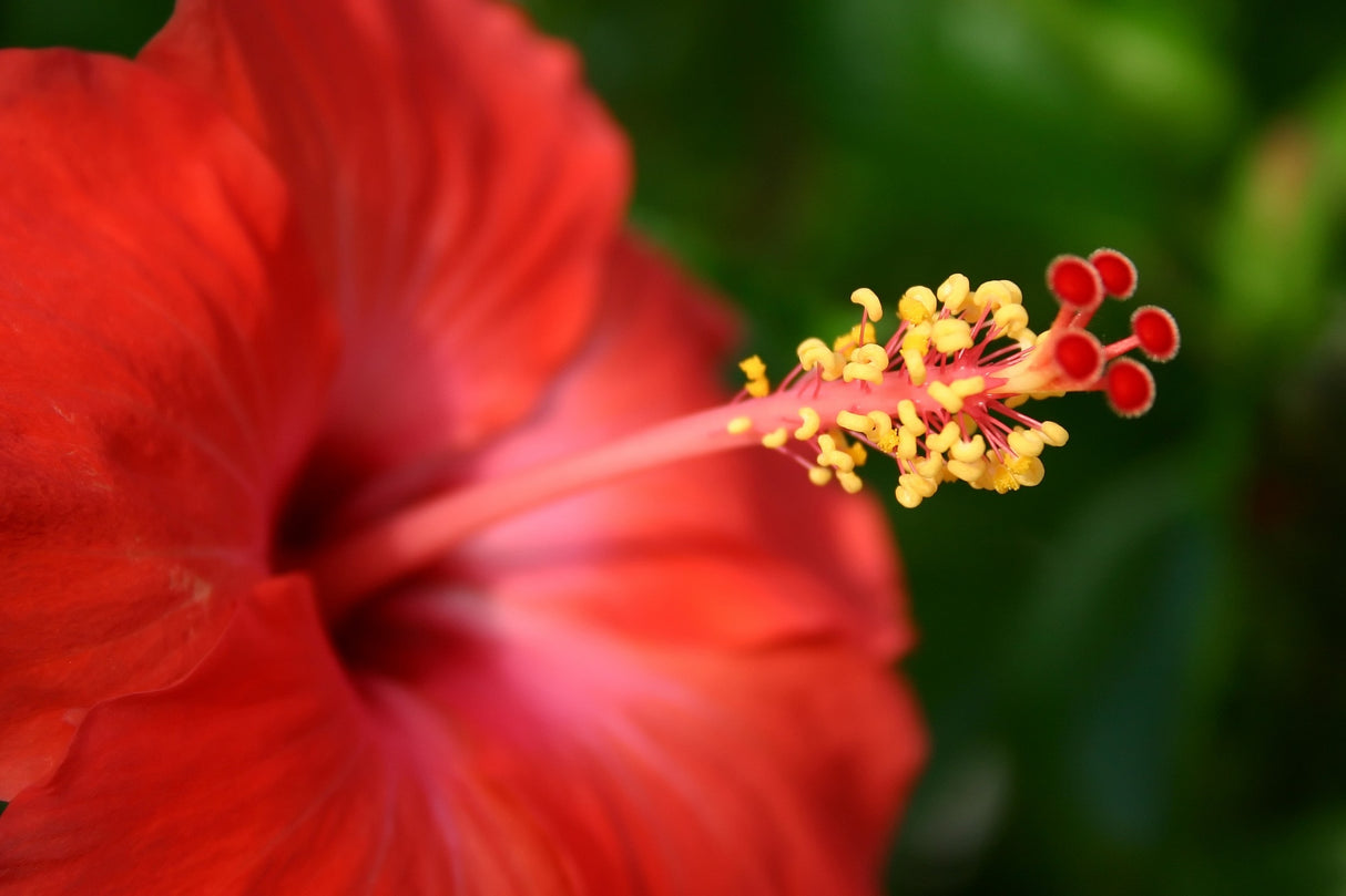 Hibiscus tiliaceus 'Rubra' - Red Hibiscus