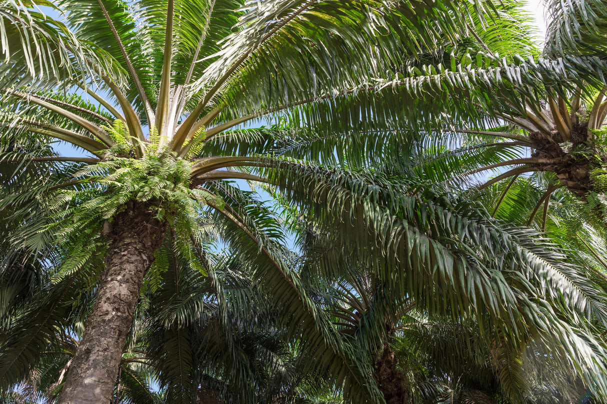 Elaeis guineensis - African Oil Palm