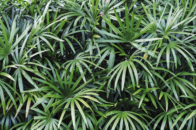 Rhapis excelsa - Lady Palm