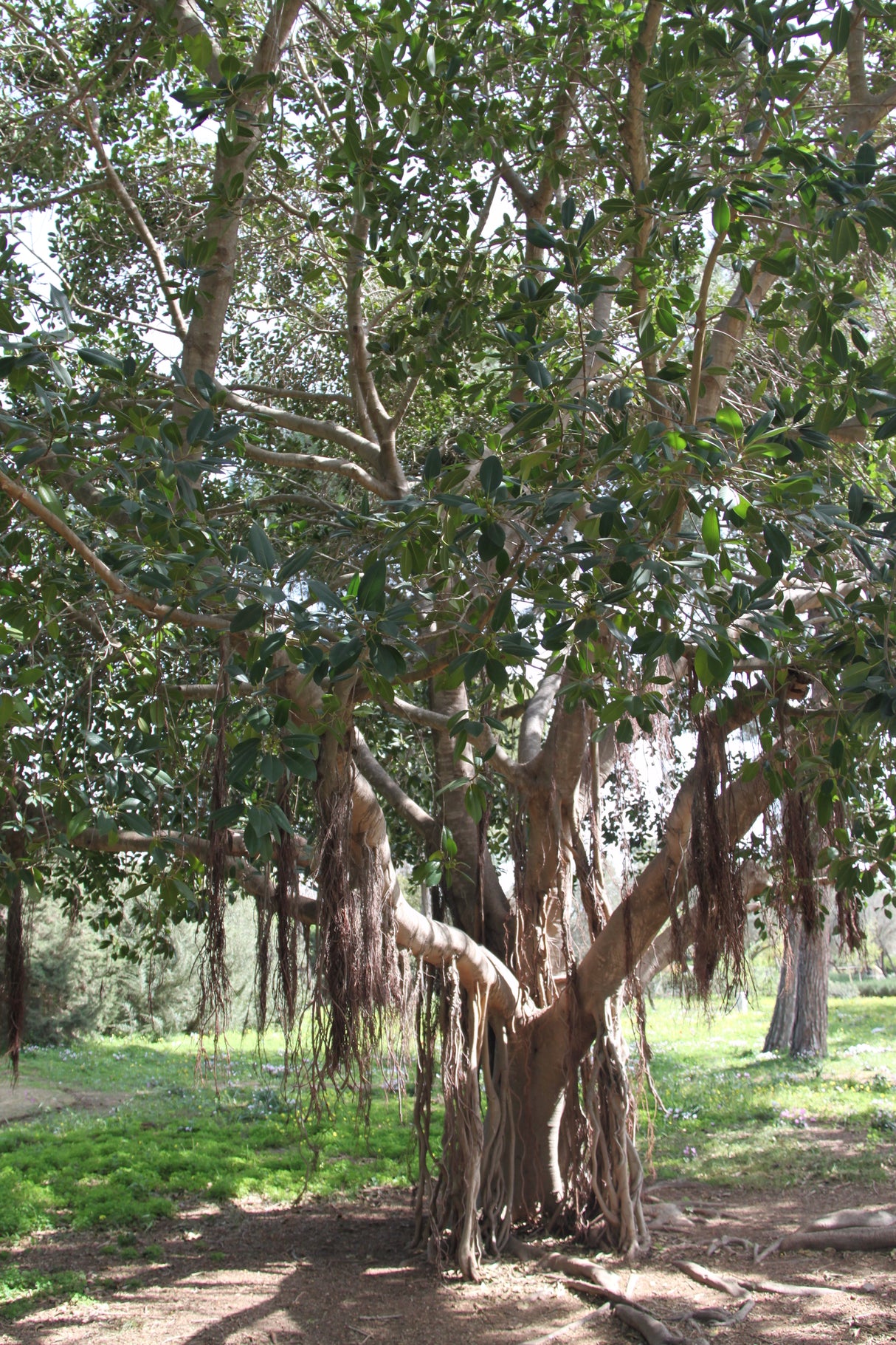 Ficus obliqua - Small Leaved Fig Tree