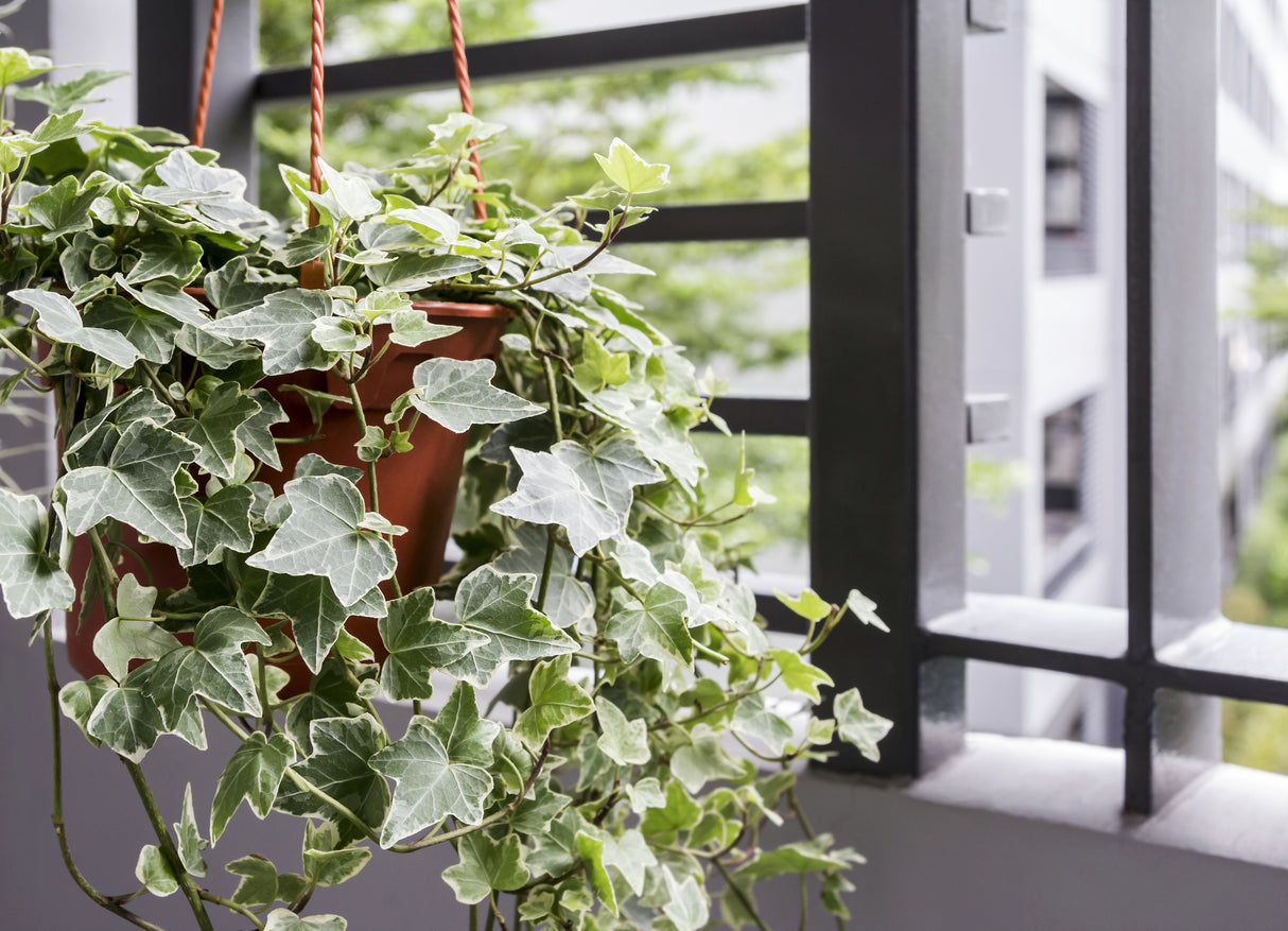 Hedera helix 'Green' - English Ivy