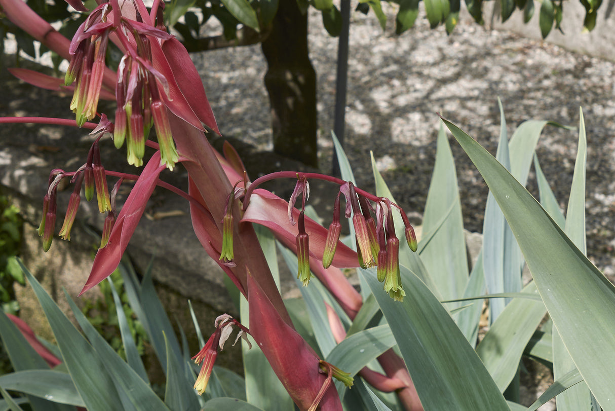 Beschorneria yuccoides - Mexican Lily