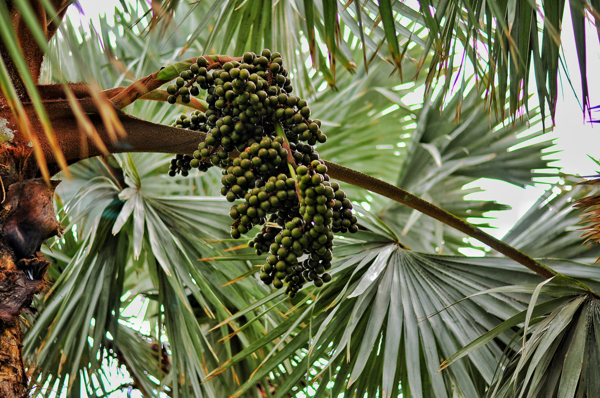 Hyphaene coriacea - Lala Palm