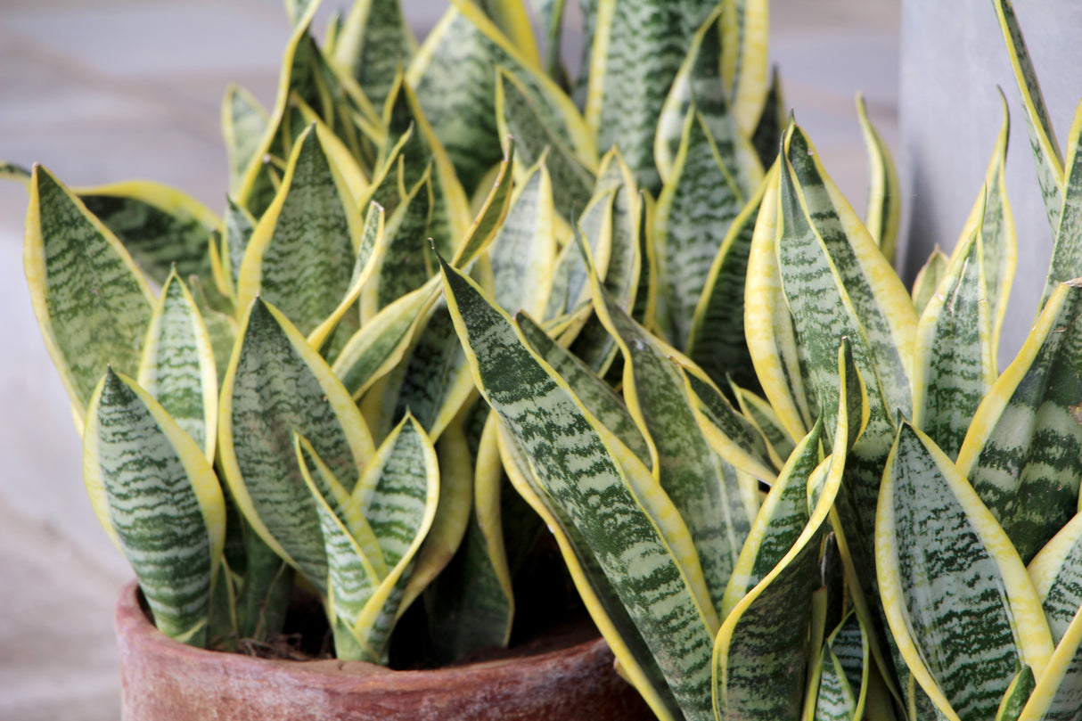 Sansevieria trifasciata - Mother in Law's Tongue