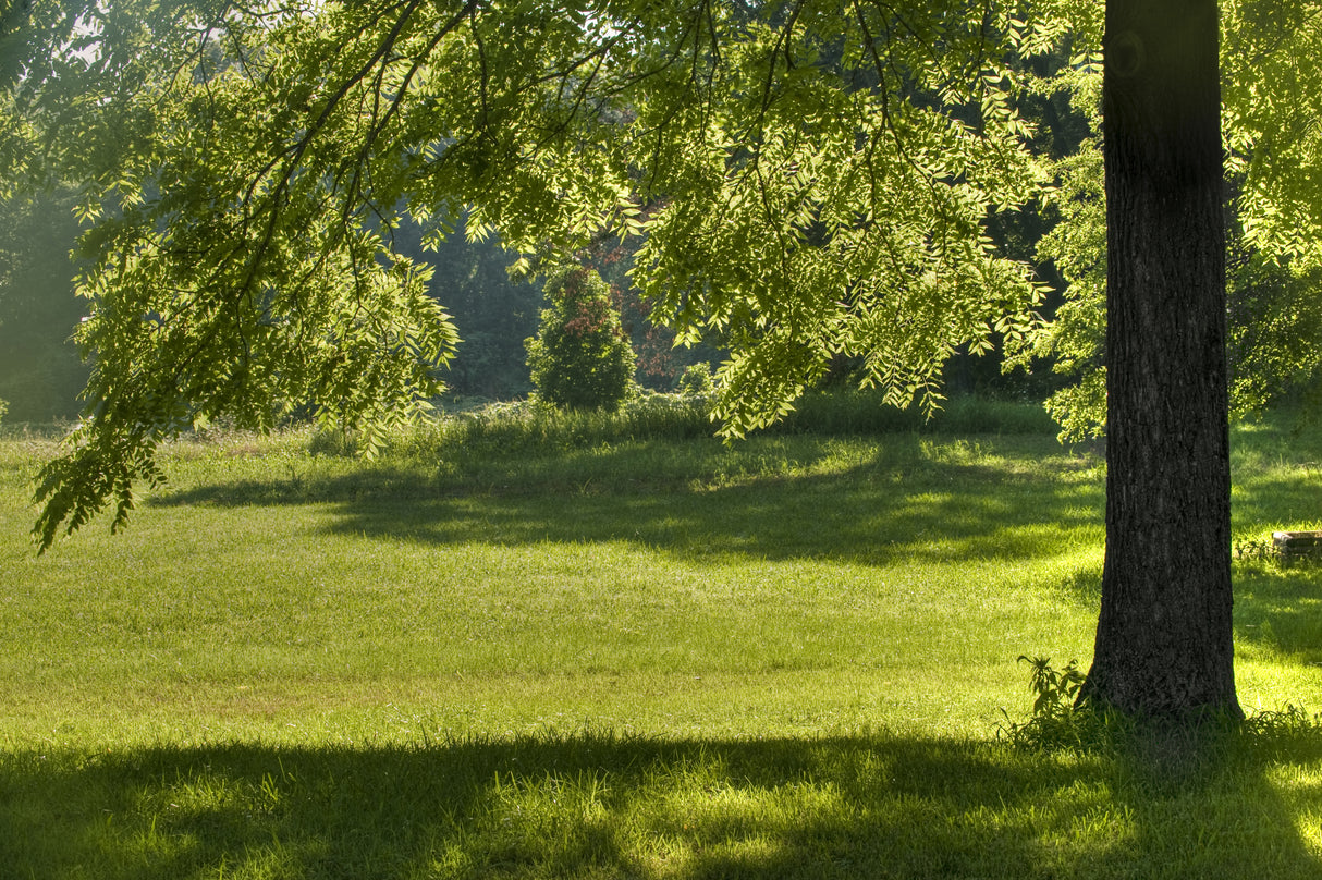 Juglans nigra - Black Walnut