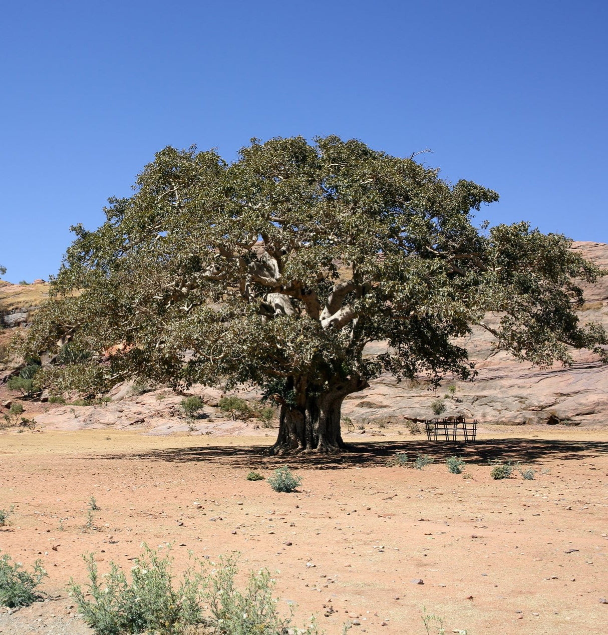 Ficus vasta - Warka Tree