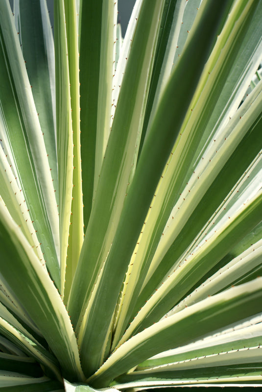 Agave americana 'Variegata' - الأغاف المُبرقش