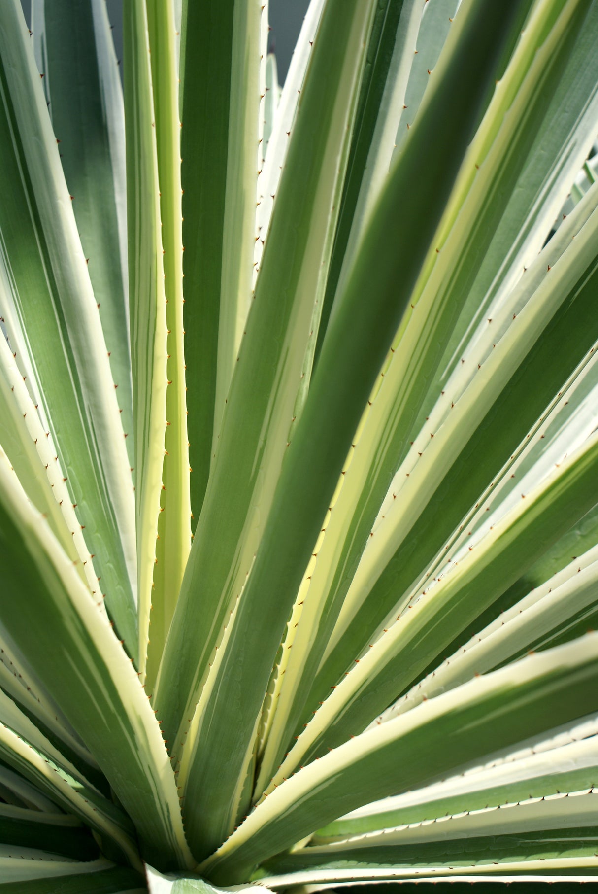 Agave americana 'Variegata' - Variegated Agave