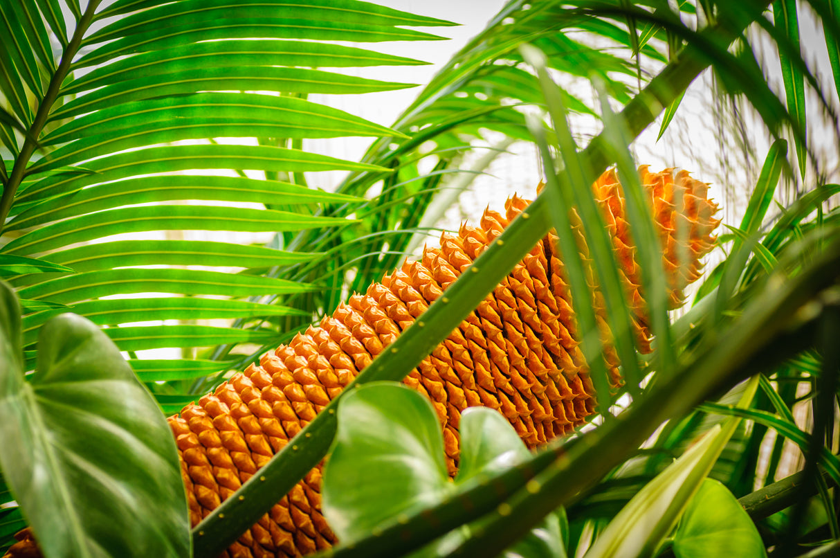 Encephalartos ferox - Tongaland Cycad