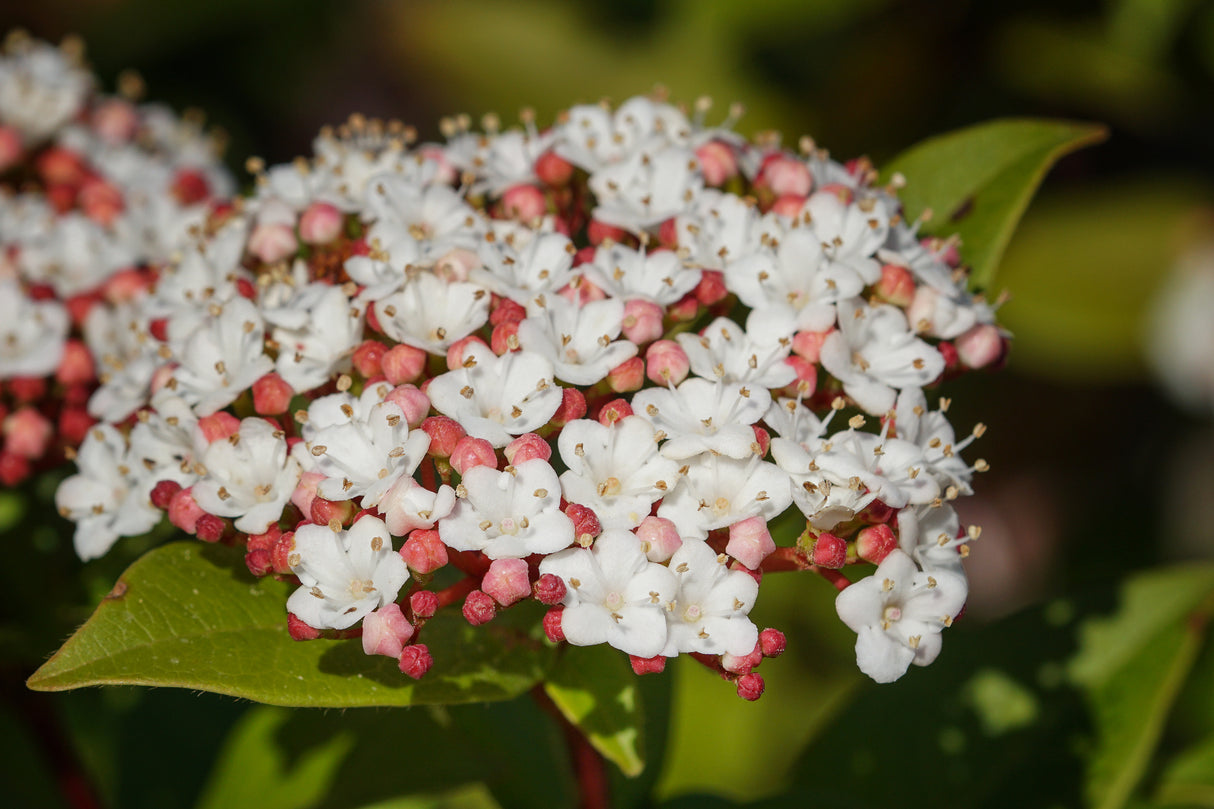 Viburnum tinus - Laurustinus Viburnum