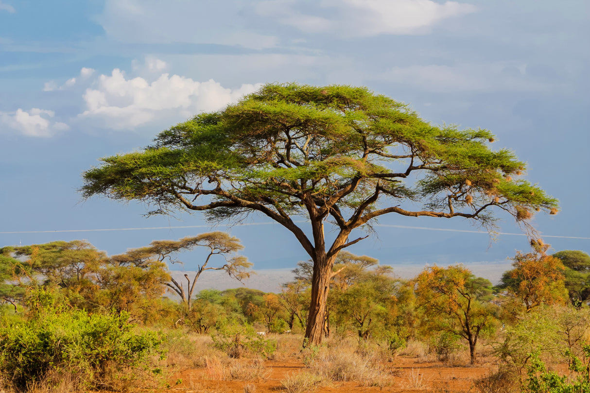 Acacia tortilis (Vachellia) - Umbrella Thorn Tree