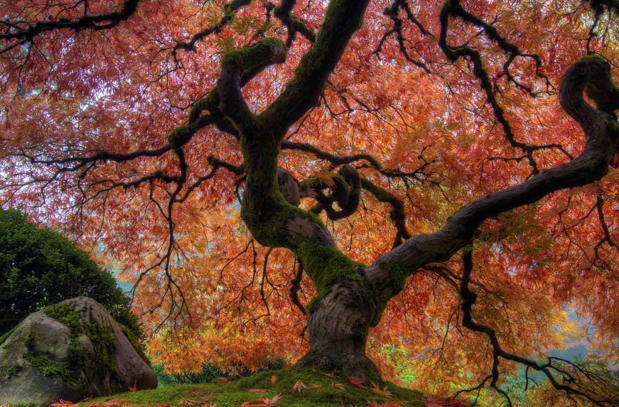 Acer palmatum - Japanese Maple Tree