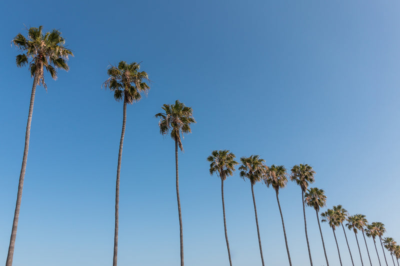 Washingtonia robusta - النخلة المروحية المكسيكية