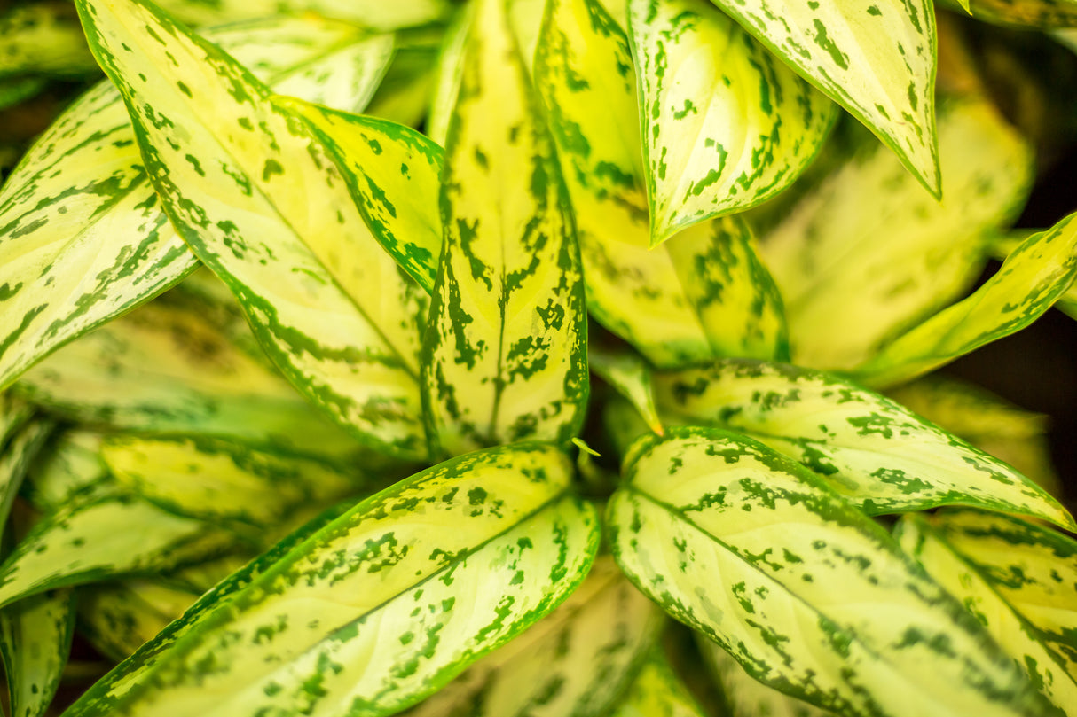 Dieffenbachia 'Star Bright' - Star Bright Dumb Cane