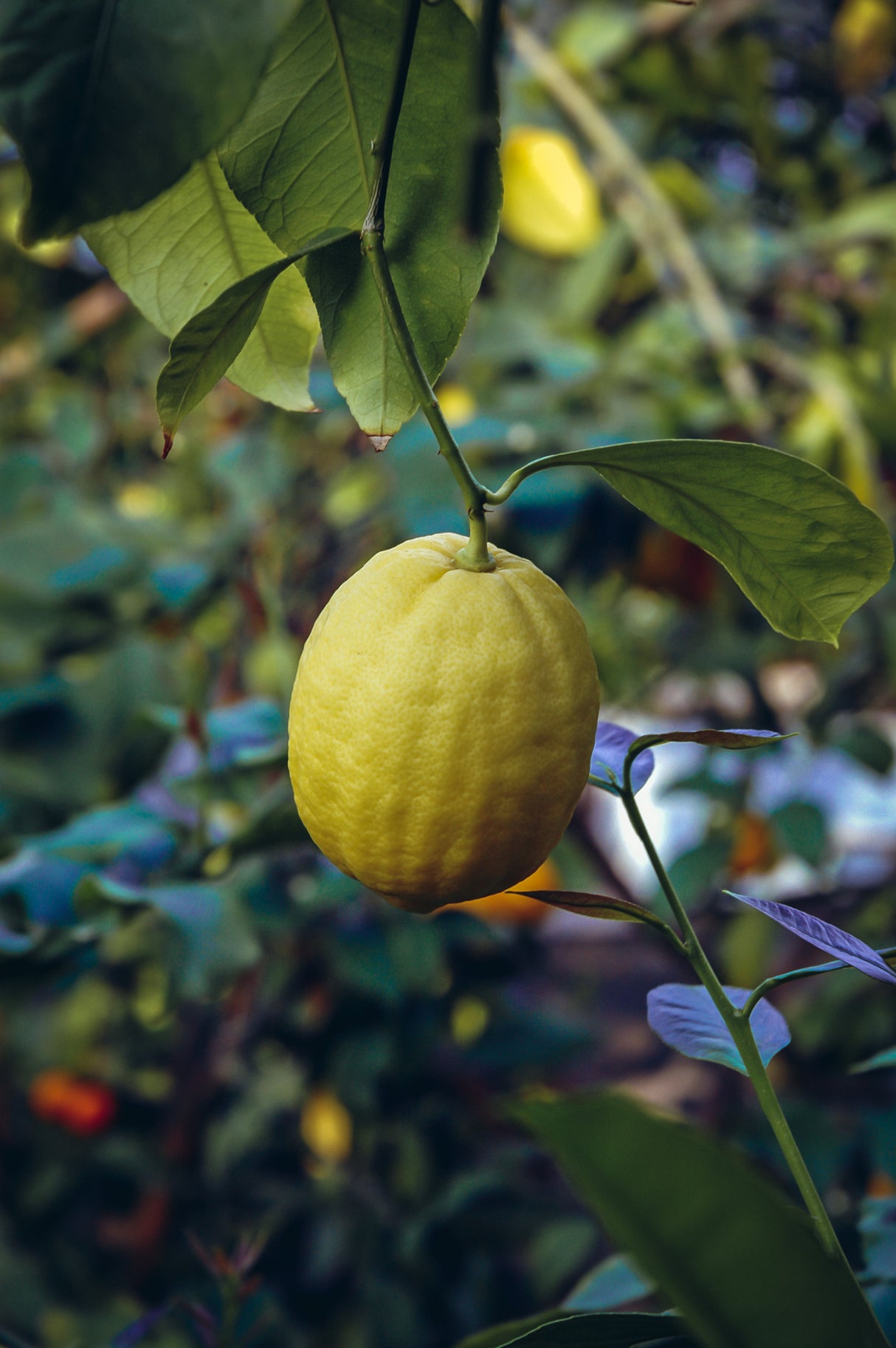 Citrus limon Ponderosa - Ponderosa Lemon Tree