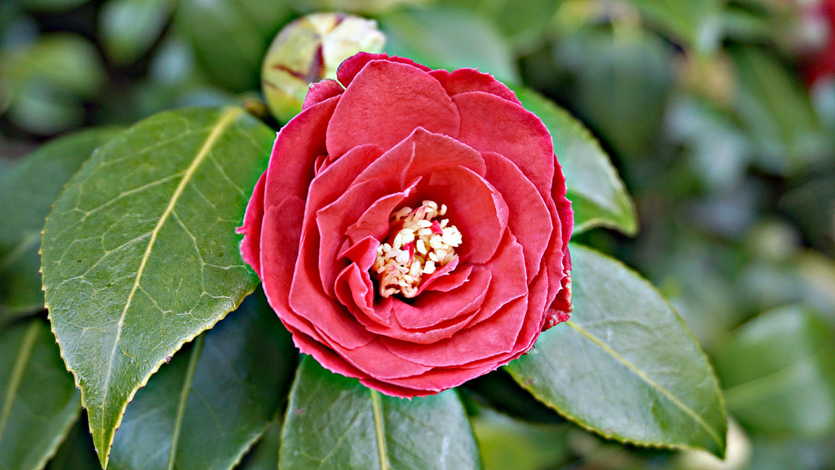 Camellia japonica 'Great Eastern' - Great Eastern Camellia