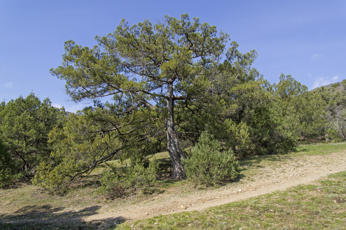 Juniperus excelsa - Greek juniper