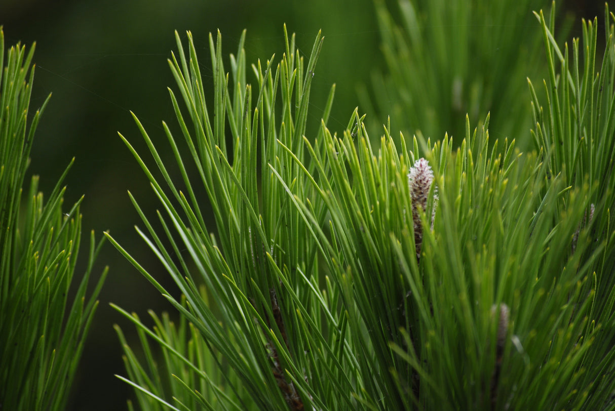 Pinus pinea - Stone Pine