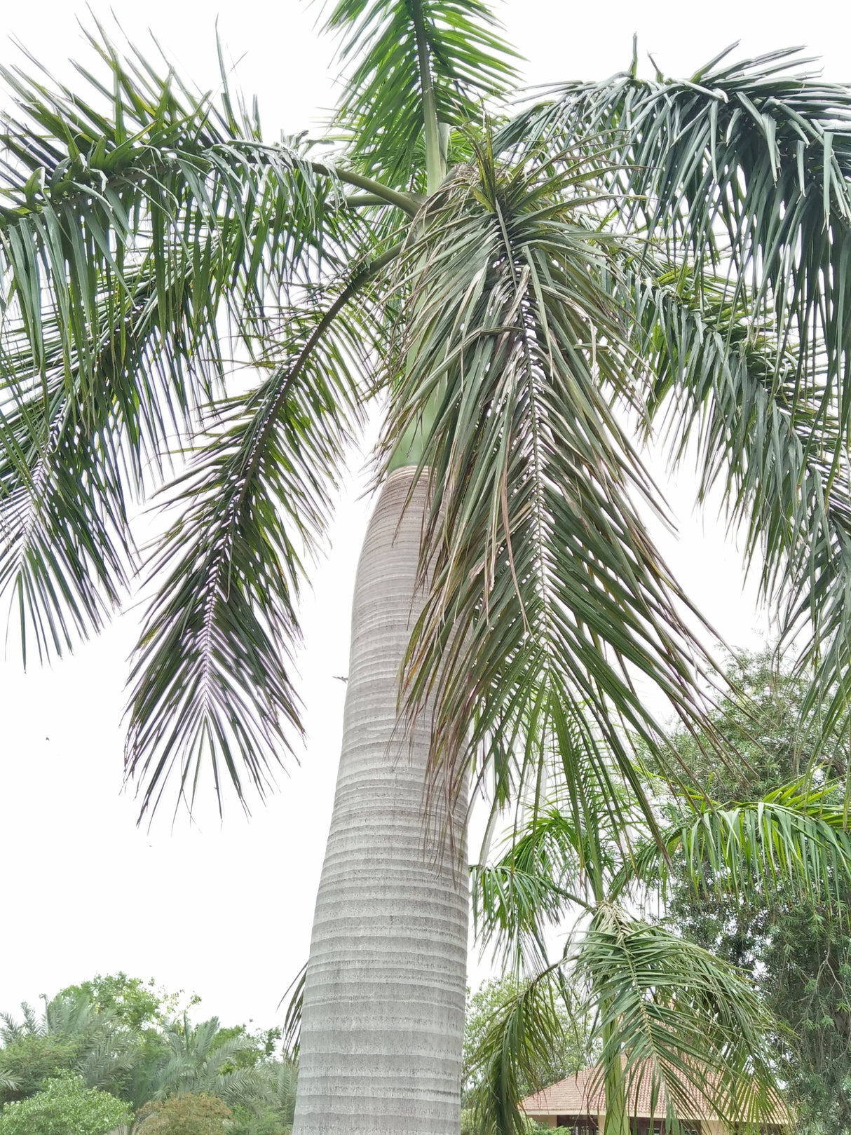 Ptychosperma elegans - Solitaire Palm