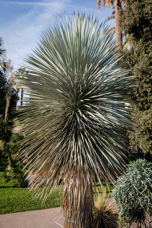 Yucca rostrata - اليوكا المنقارية