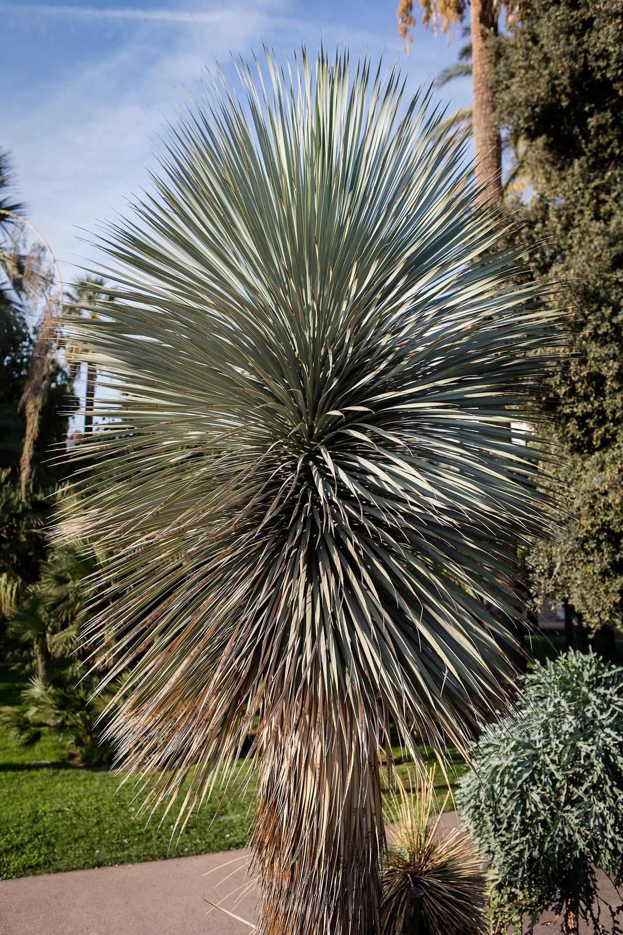 Yucca rostrata - Beaked Yucca