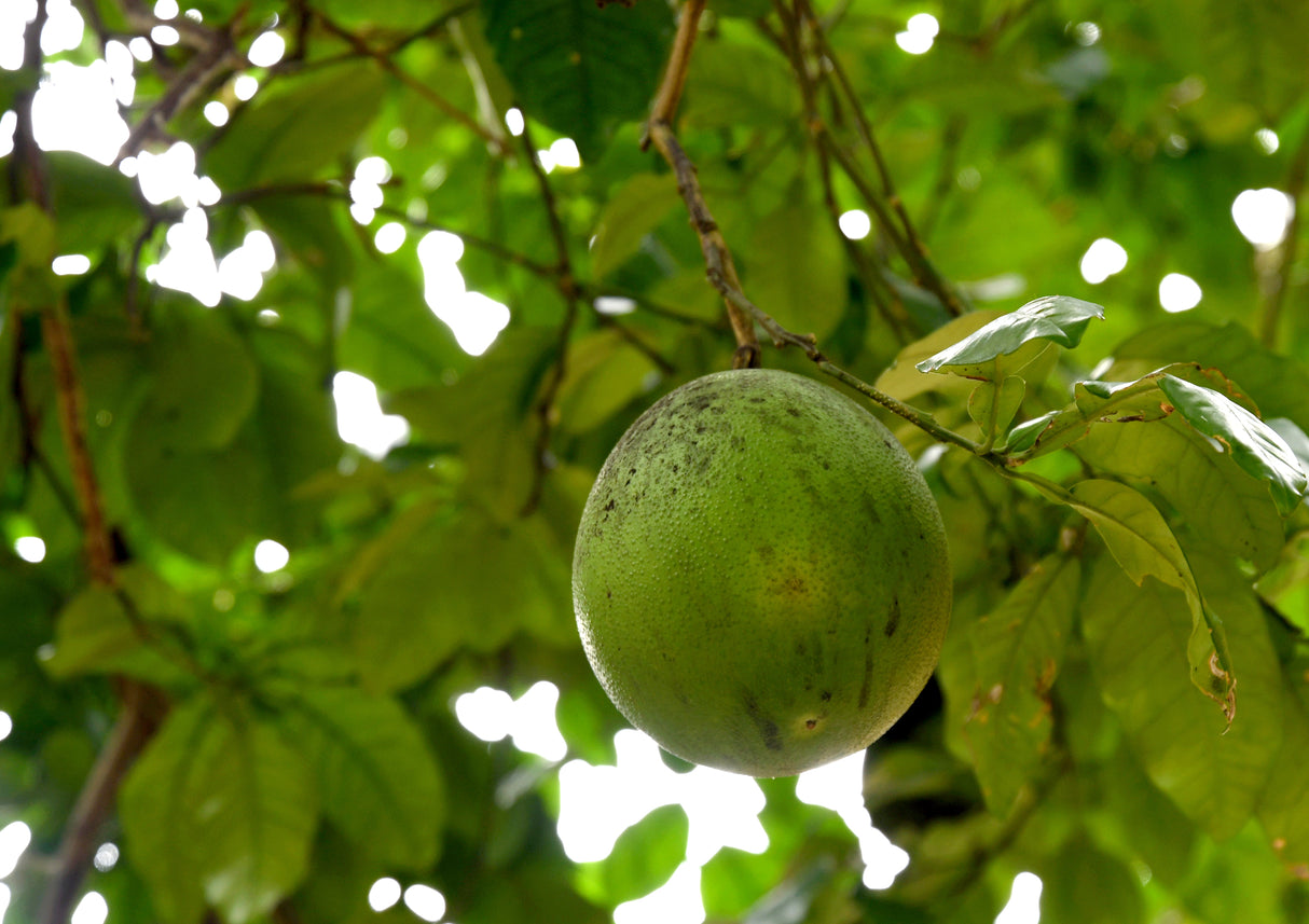 Citrus maxima - Pomelo