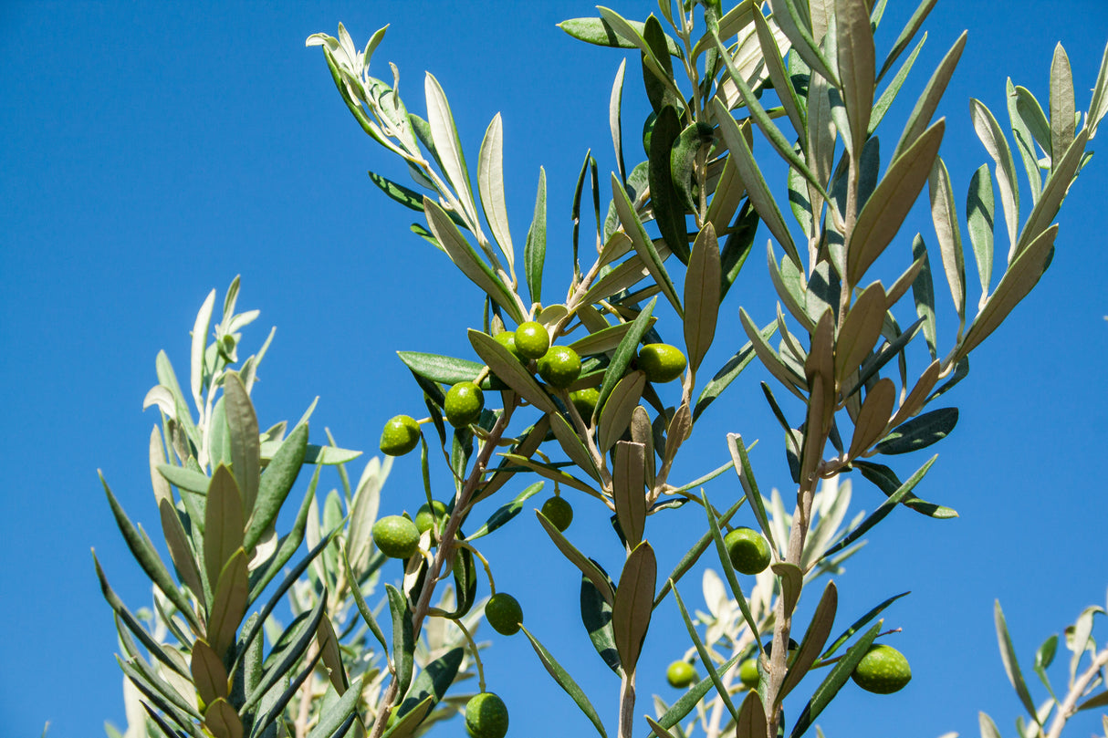 Olea europaea 'Helena' - Helena Olive Tree