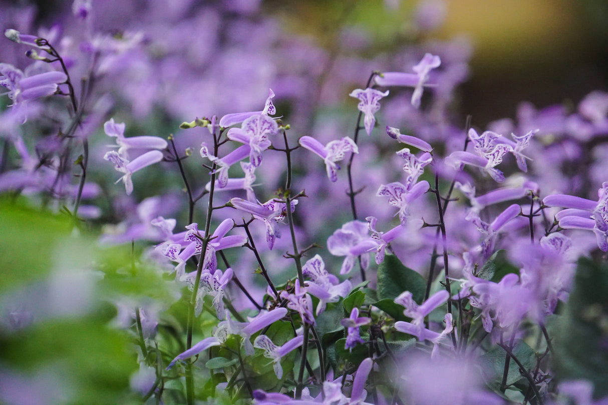 Plectranthus 'Mona Lavender' - Mona Lavender Spur Flower