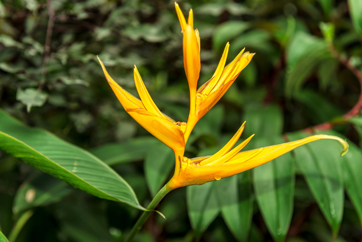 Heliconia rauliniana - Rauliniana Heliconia