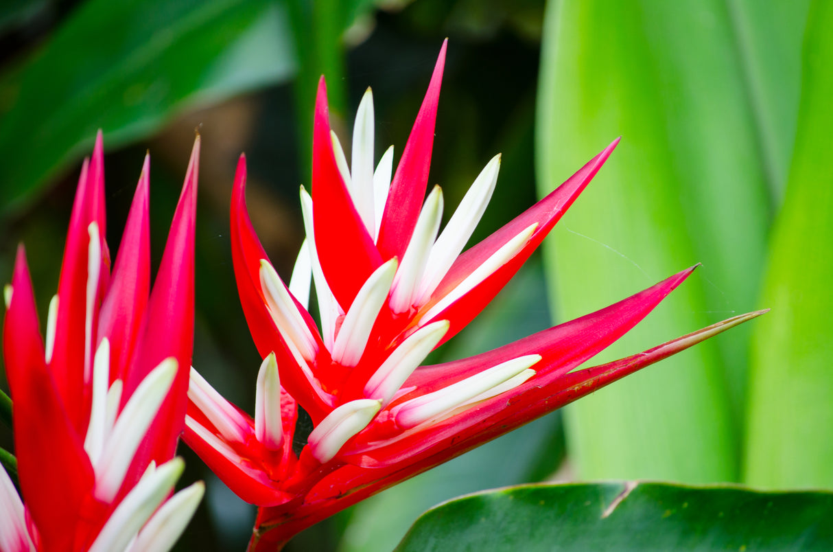 Heliconia angusta 'Red Christmas' - Red Christmas Heliconia