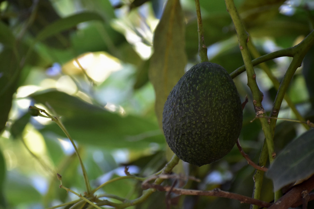 Persea americana 'Hass' - Hass Avocado Tree