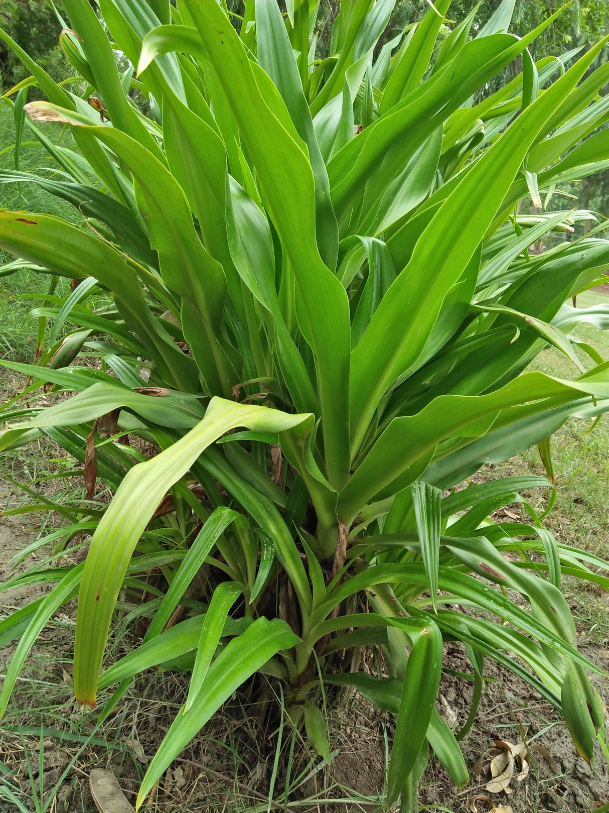 Dracaena deremensis 'Janet Craig' - Janet Craig Dracaena