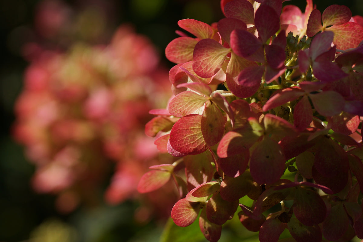 Hydrangea macrophylla 'Diamond Rouge' - Diamond Rouge Hydrangea