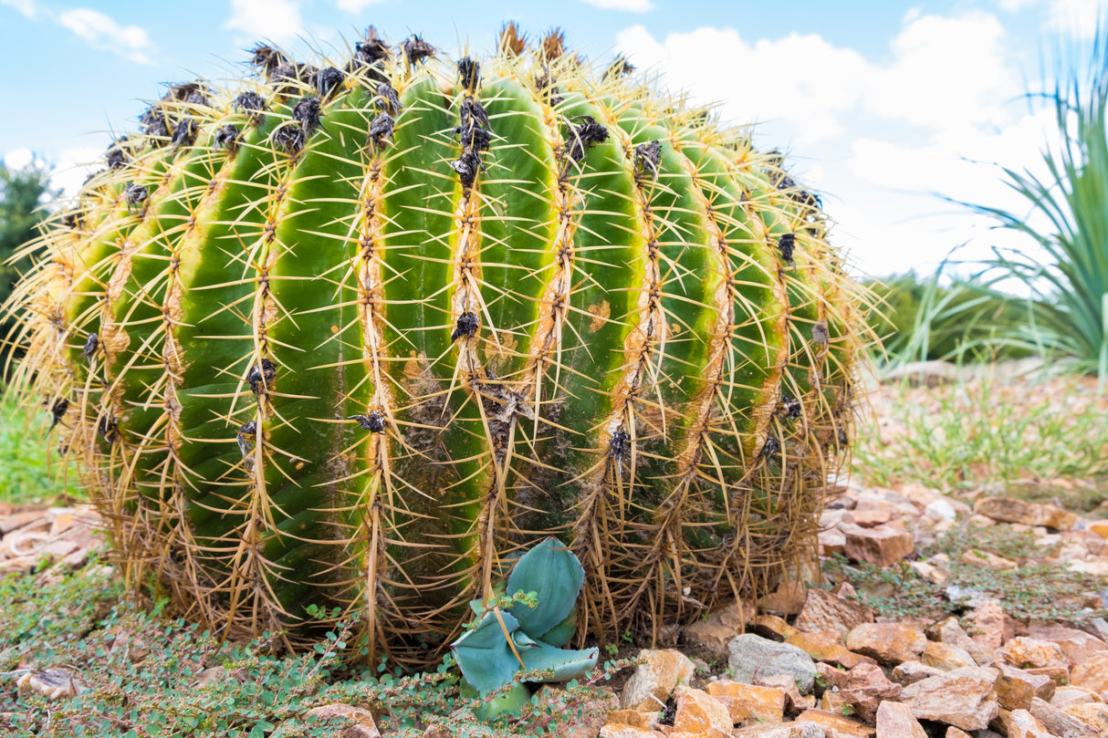 Echinocactus grusonii - Golden Barrel Cactus