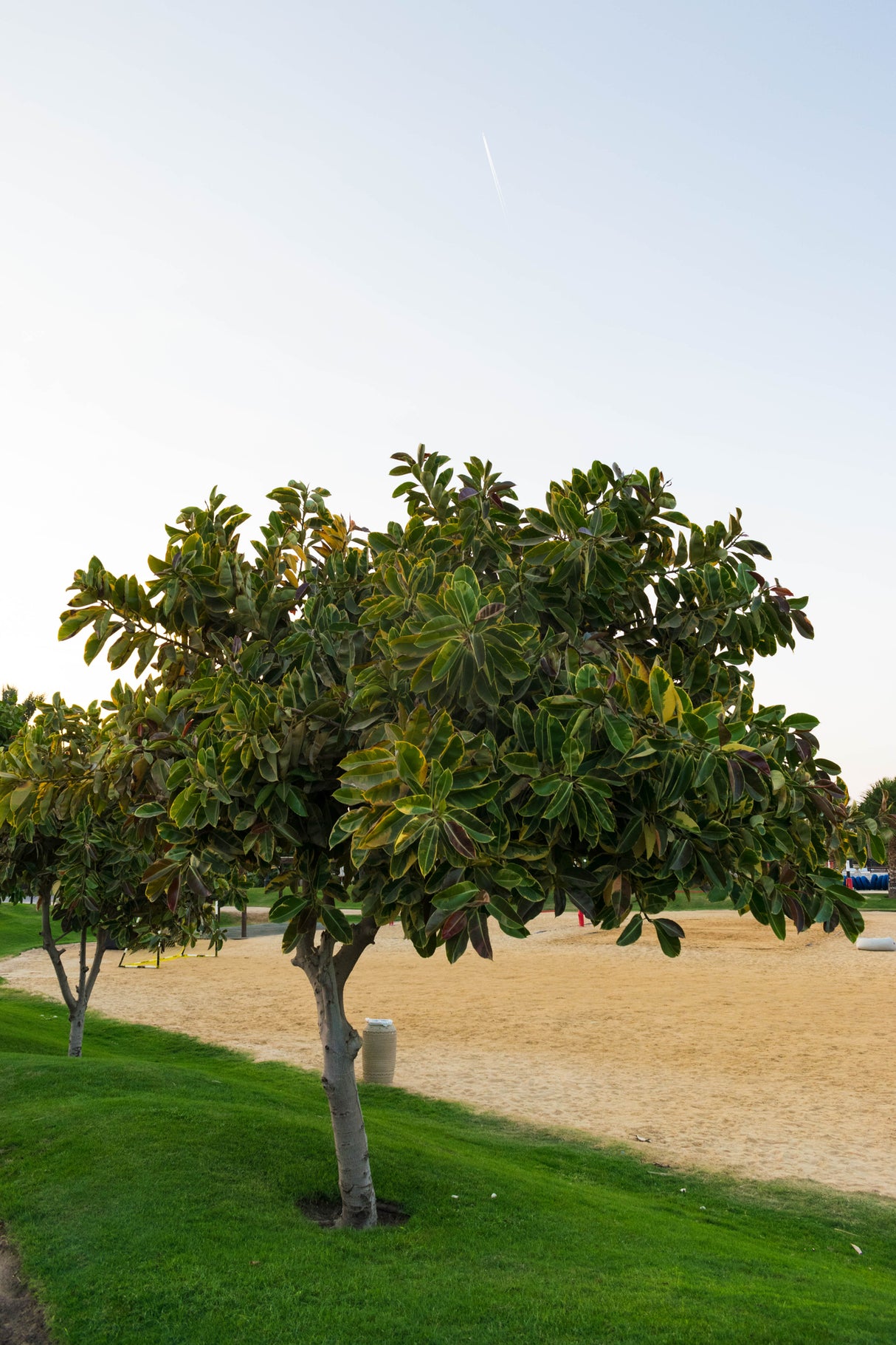 Ficus altissima - Council Tree