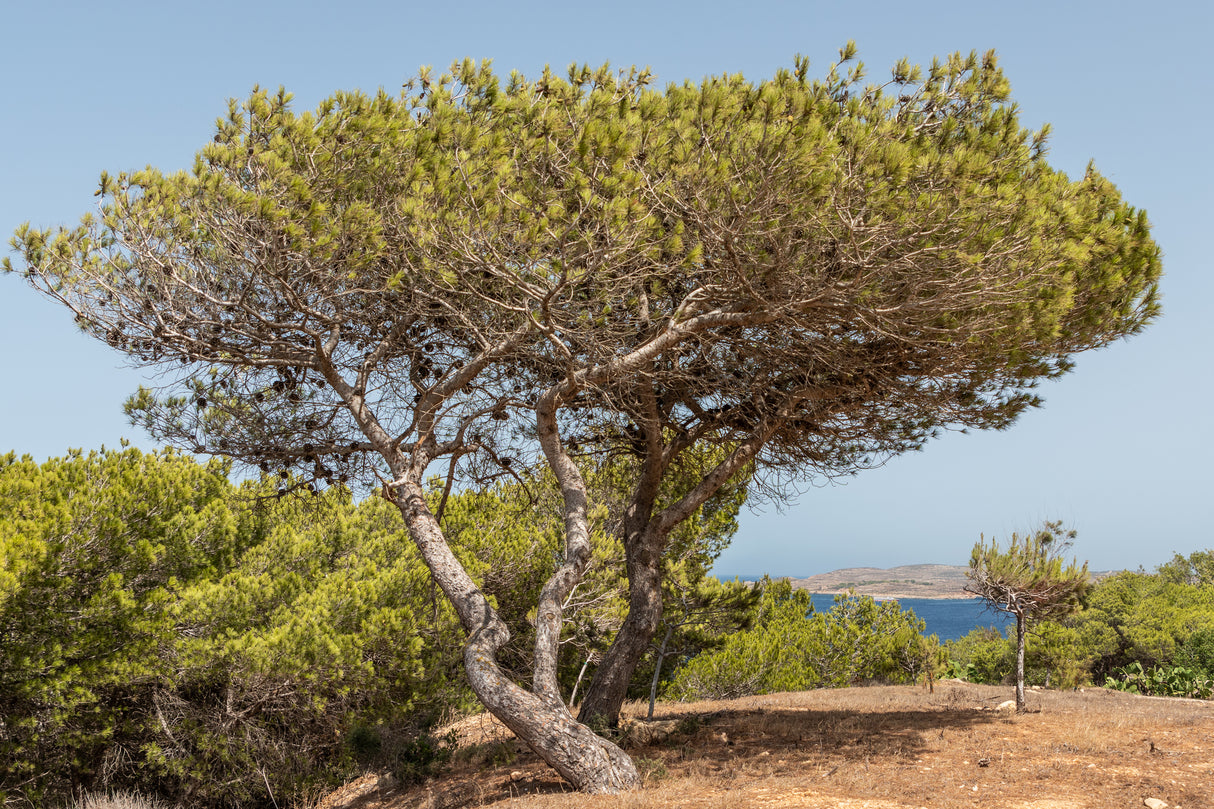 Pinus halepensis - Aleppo Pine