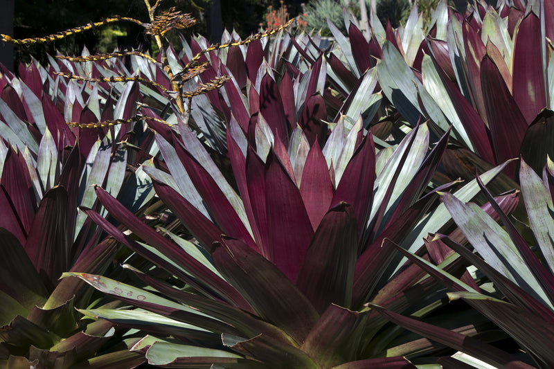 Alcantarea imperialis 'Rubra' - البروميليا العملاقة روبرا