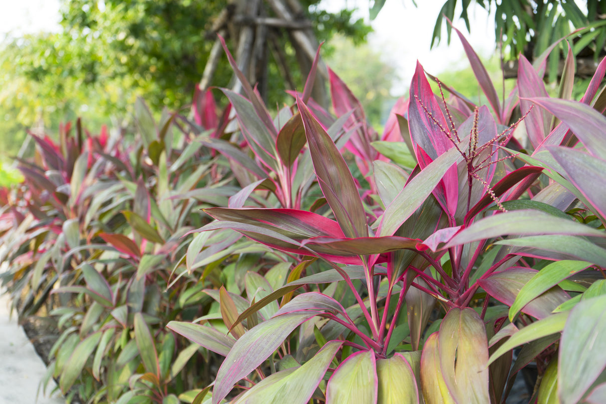 Cordyline fruticosa 'Red Edge' - Red Edge Cordyline