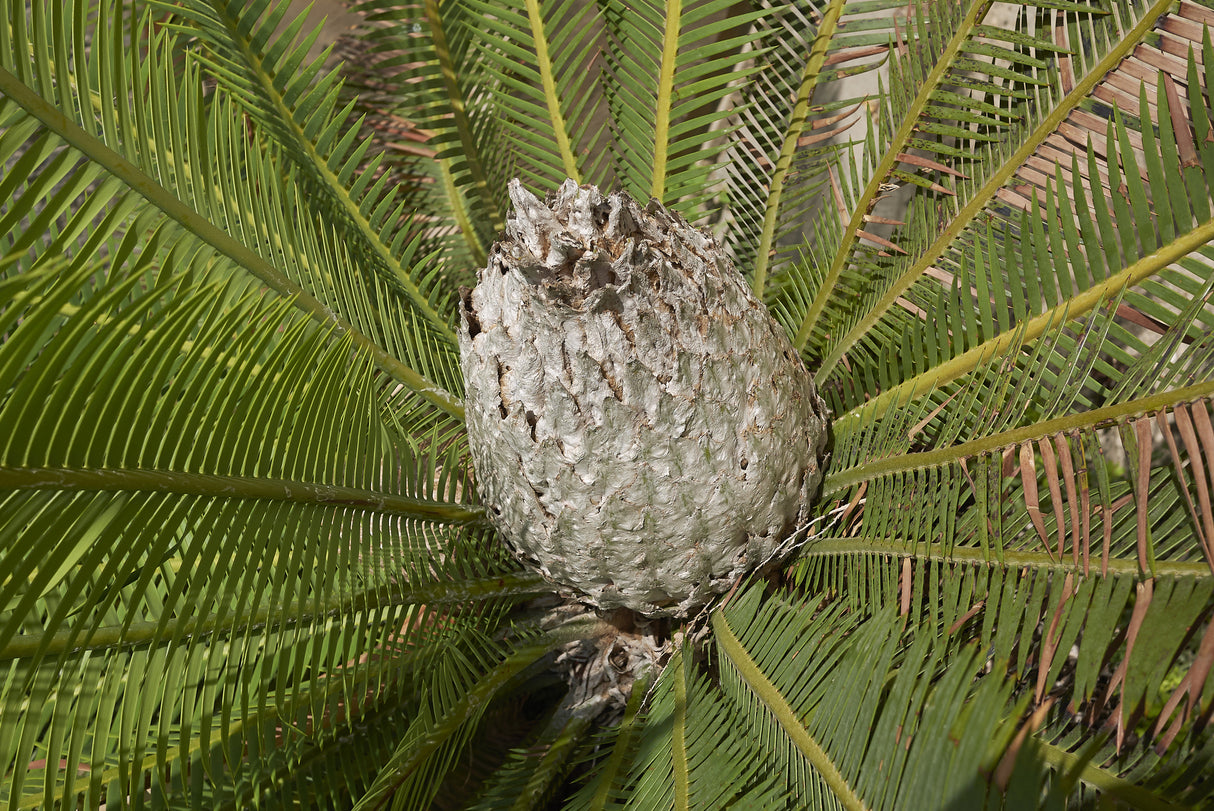 Dioon edule - Chestnut Dioon