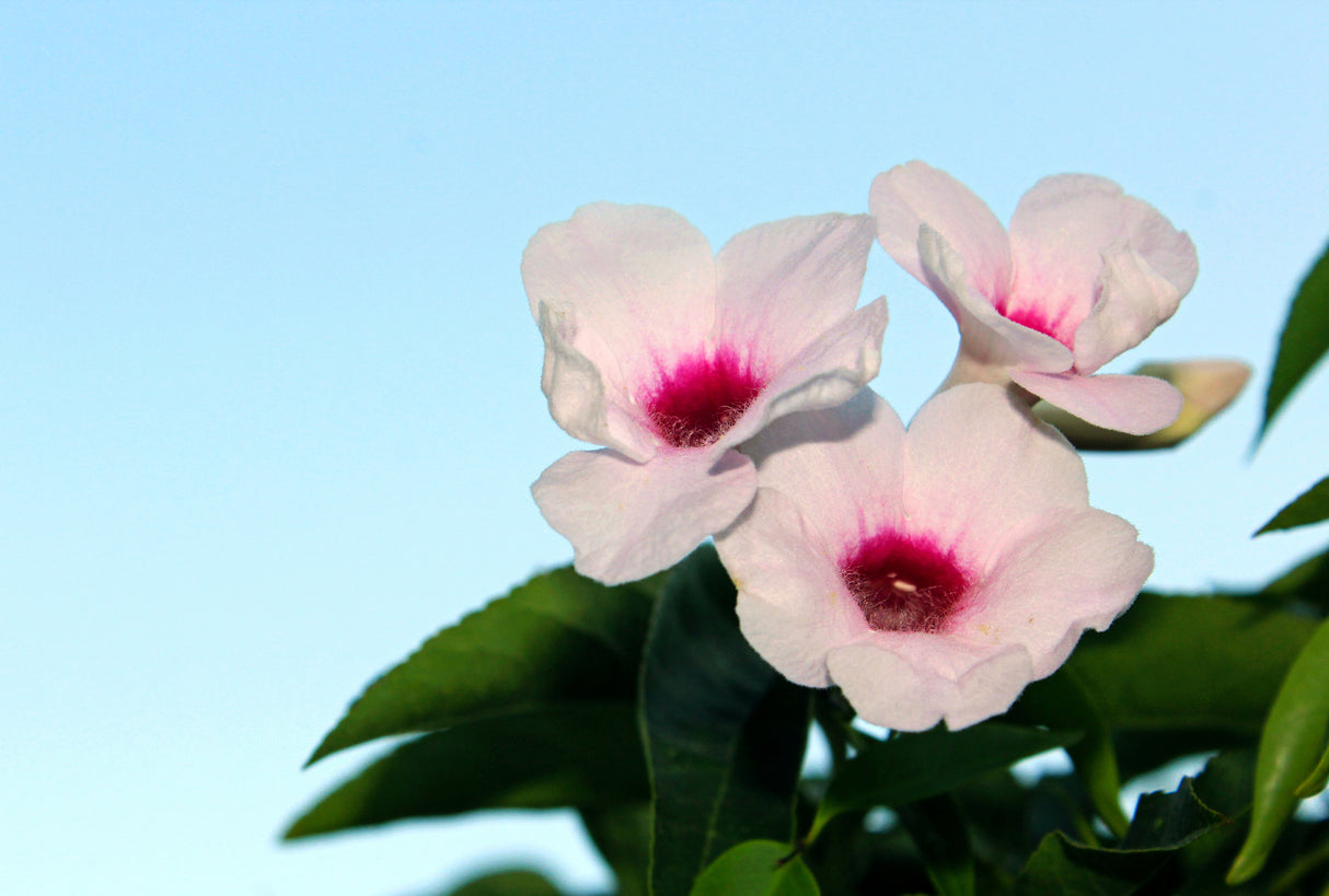 Pandorea jasminoides 'Bower of Beauty' - Bower of Beauty Pandorea