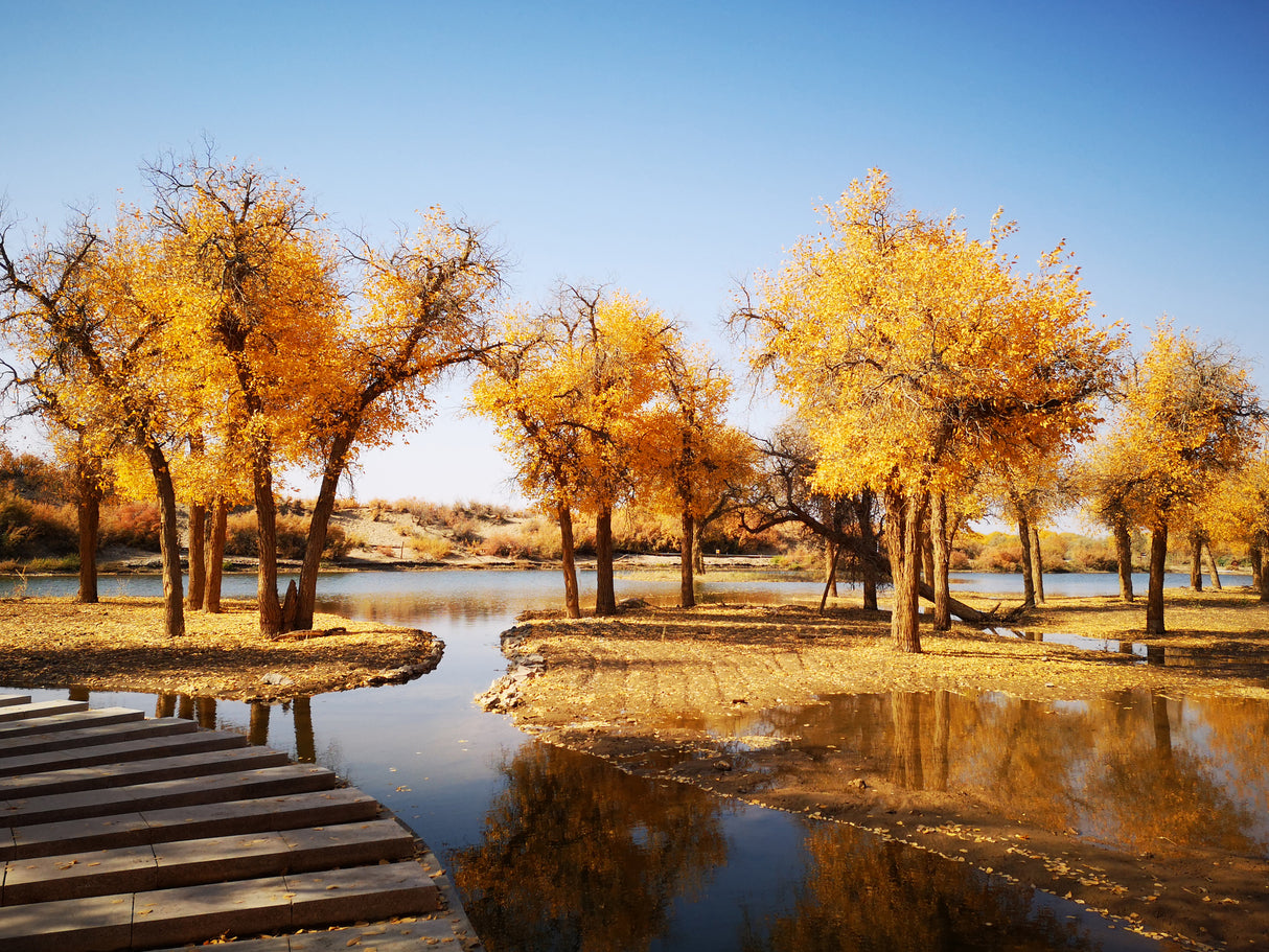 Populus euphratica - Euphrates Poplar