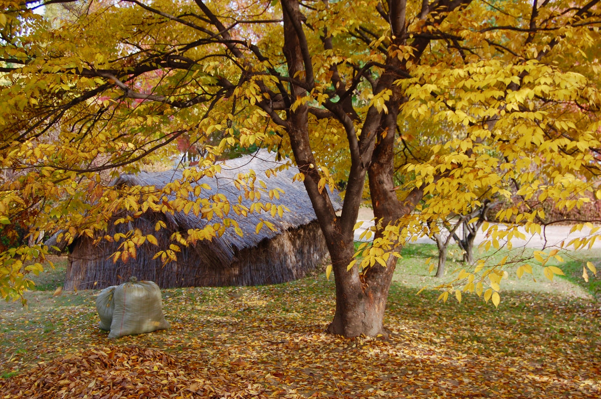 Zelkova serrata - Japanese Elm