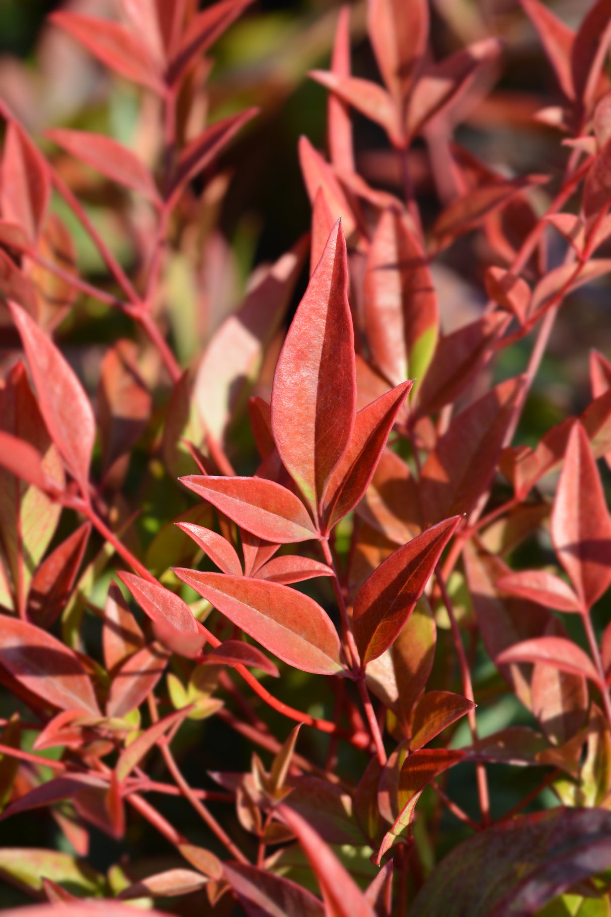 Nandina domestica 'Gulf Stream' - Gulf Stream Heavenly Bamboo